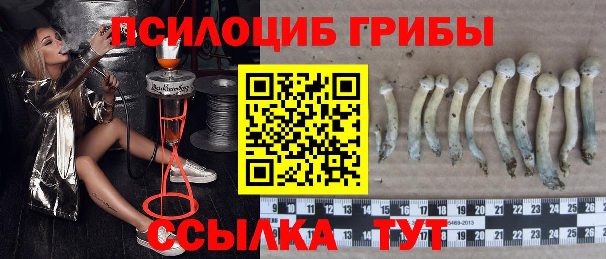 закладки  Галлюциногенные грибы ЛСД  Шумерля  Вход с VPN  Псилоцибиновые грибы GOLDEN TEACHER 