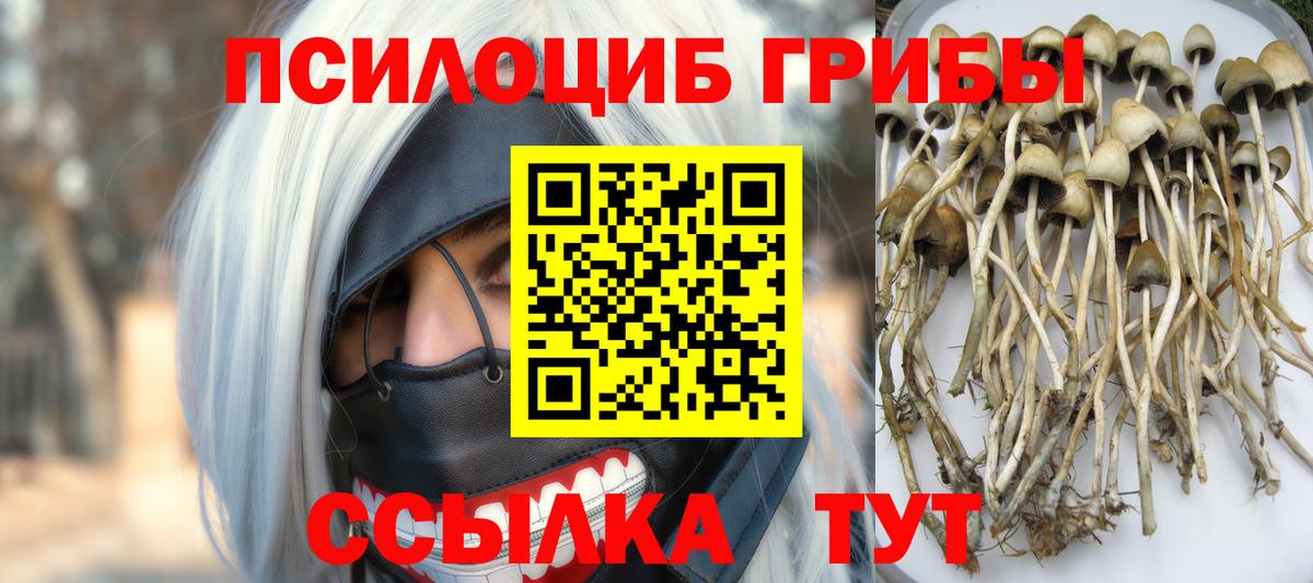 Галлюциногенные грибы Cubensis  Галлюциногенные грибы Cubensis  Шумерля 